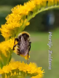 Gewone koekoekshommel [Bombus campestris]